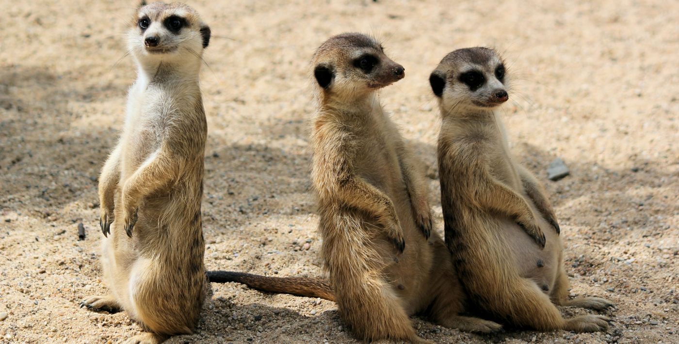 Zoo Neuwied